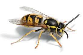 Sutton Coldfield Wasp Nest Removal